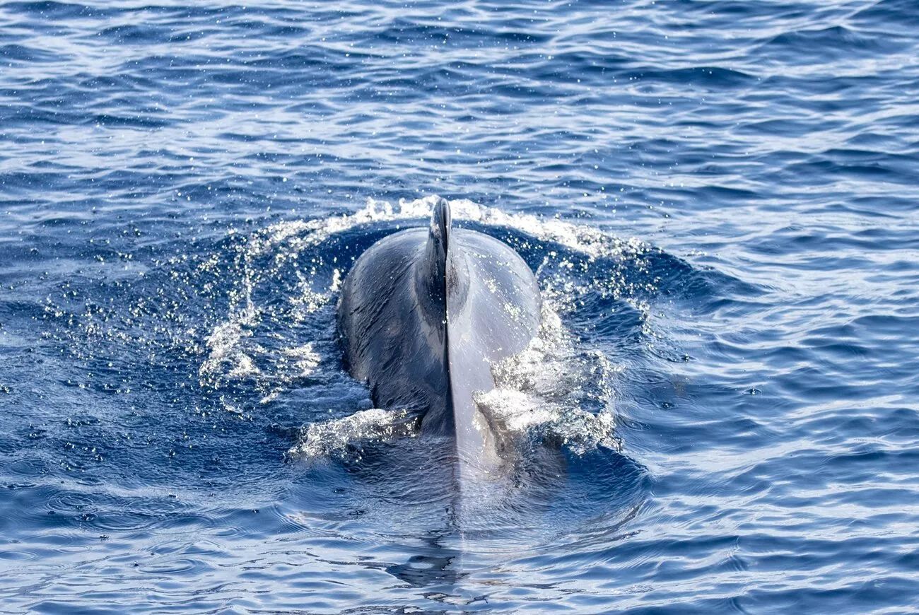 Avistamiento de ballenas y delfines
