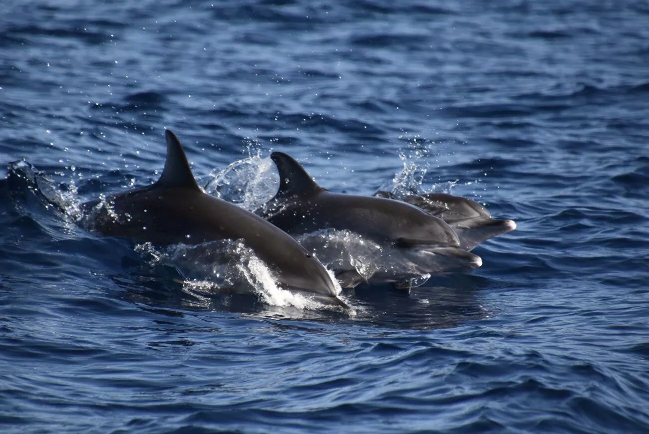 Avistamiento de ballenas y delfines