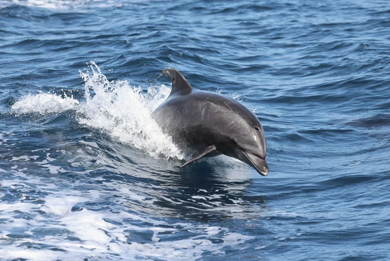 Avistamiento de ballenas y delfines
