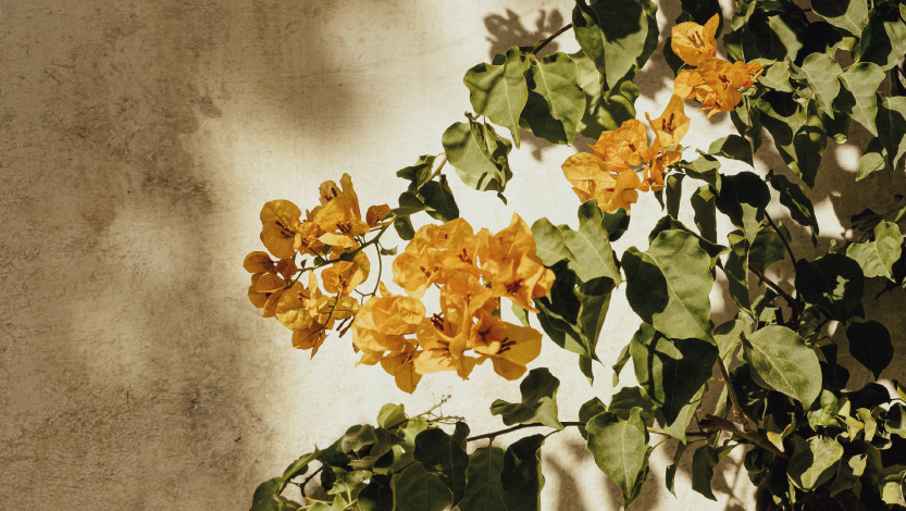 Plantas que nos cuidan: sostenibilidad y vida en los jardines de Hipotels